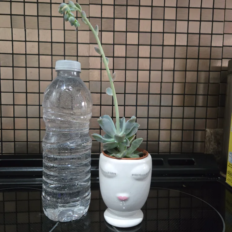 Cute Succulent in Small Face Planter thumbnail