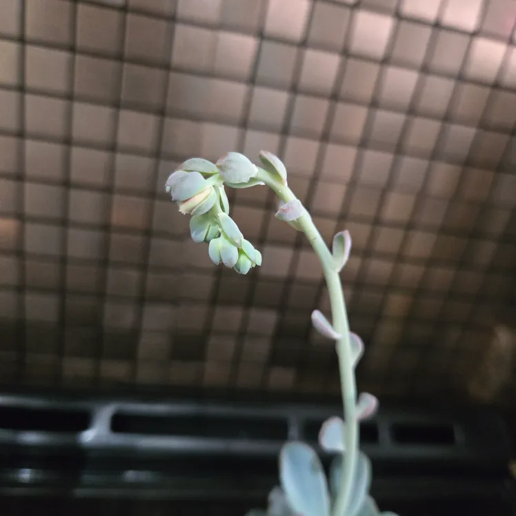 Cute Succulent in Small Face Planter image indicator(2)