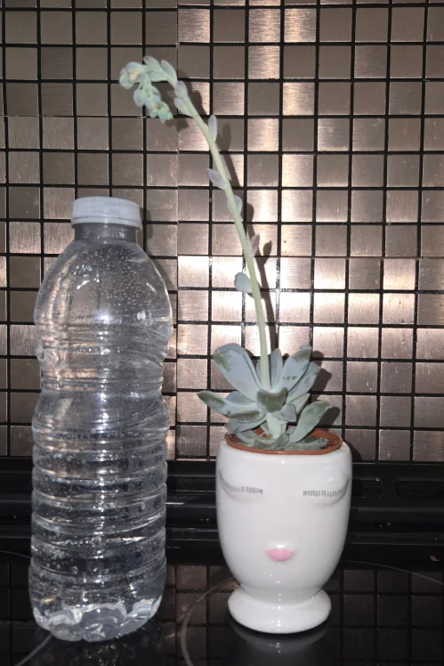 Cute Succulent in Small Face Planter image indicator(3)