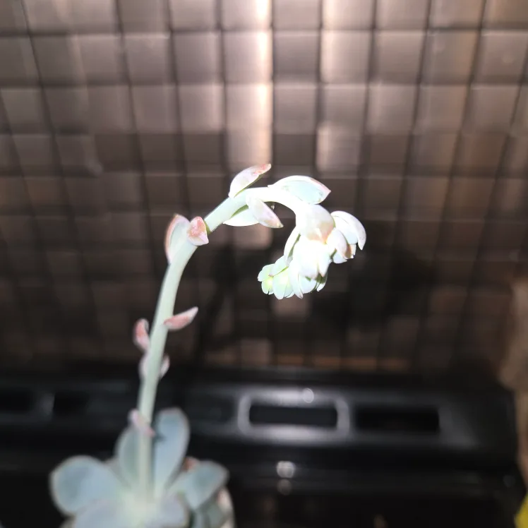 Cute Succulent in Small Face Planter image indicator(4)