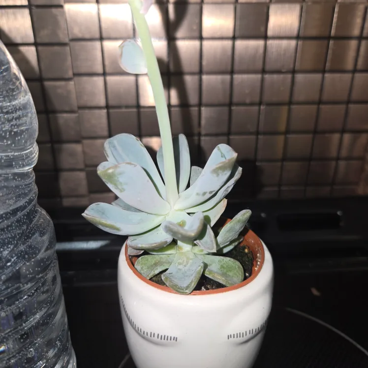 Cute Succulent in Small Face Planter image indicator(5)