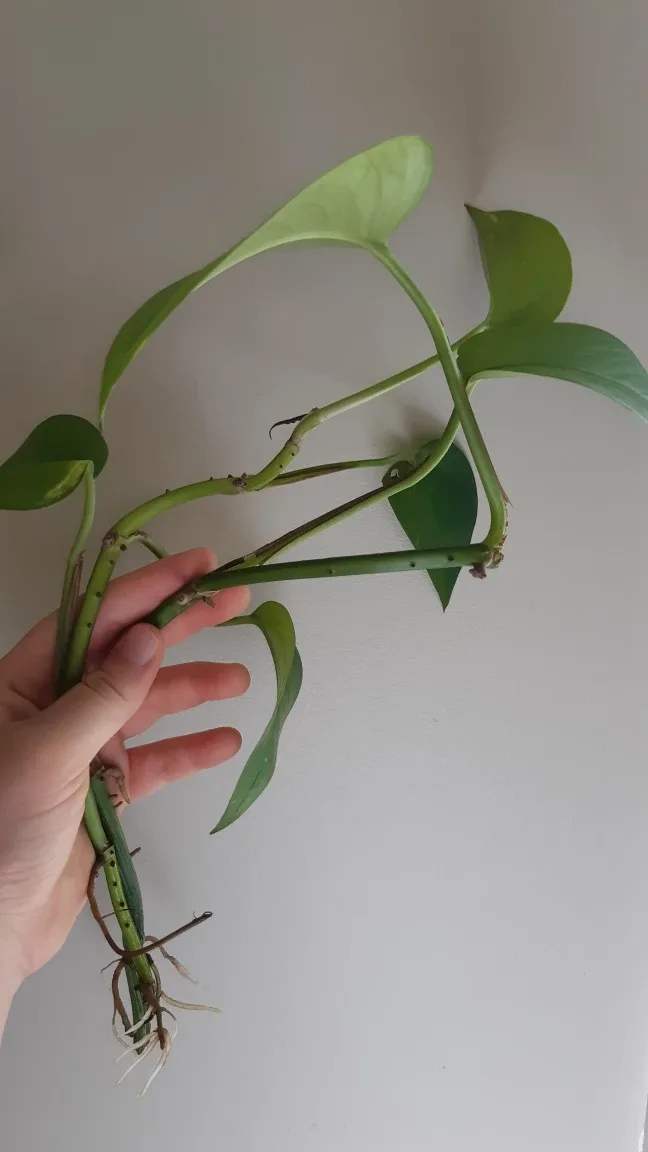READY TO POT Easy Plant Golden Pothos Clipping 🌱 for spring image indicator(2)