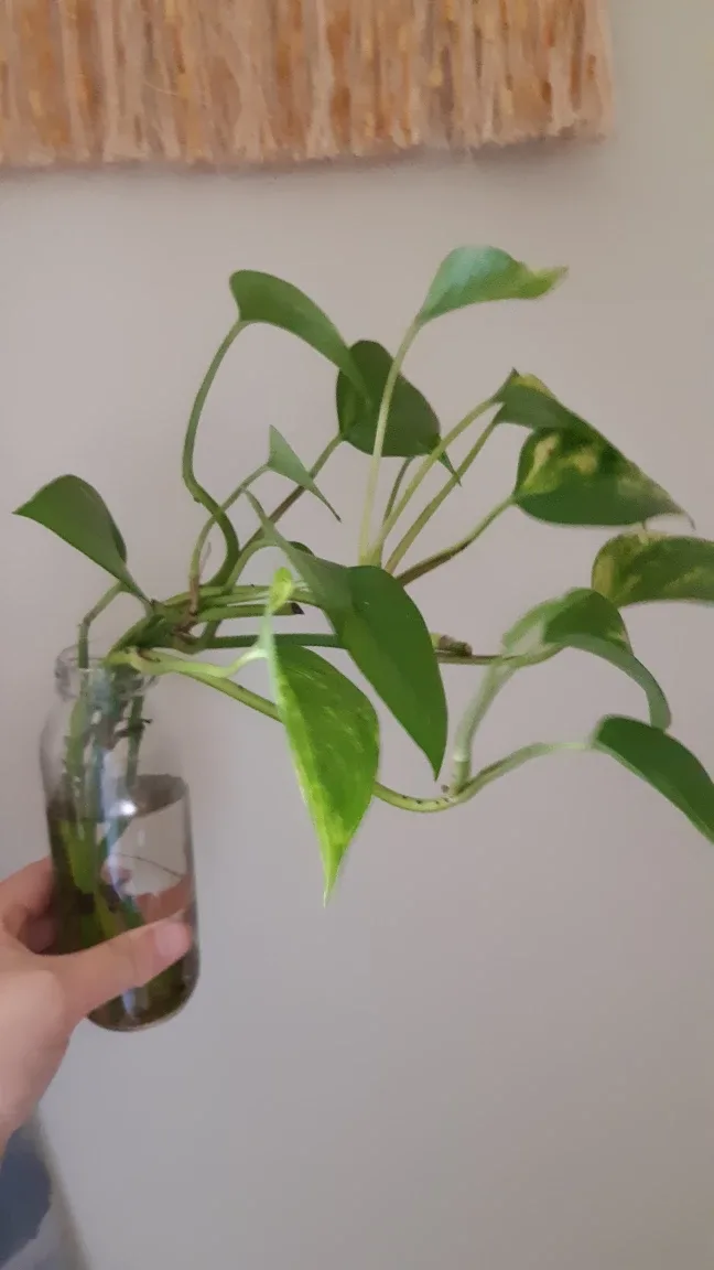 READY TO POT Easy Plant Golden Pothos Clipping 🌱 for spring thumbnail