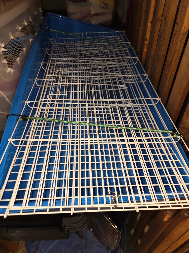 Guinea pig/rabbit cage image indicator(5)