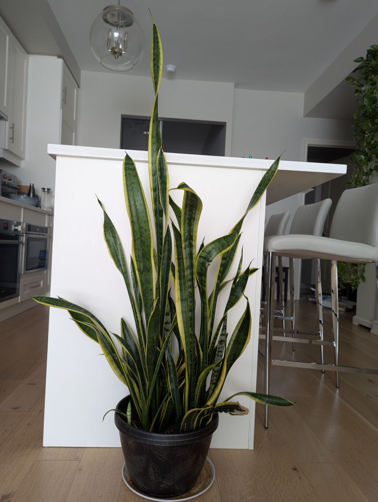 Snake Plant