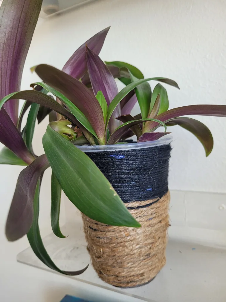 Tradescantia Plant in Handmade Pot thumbnail