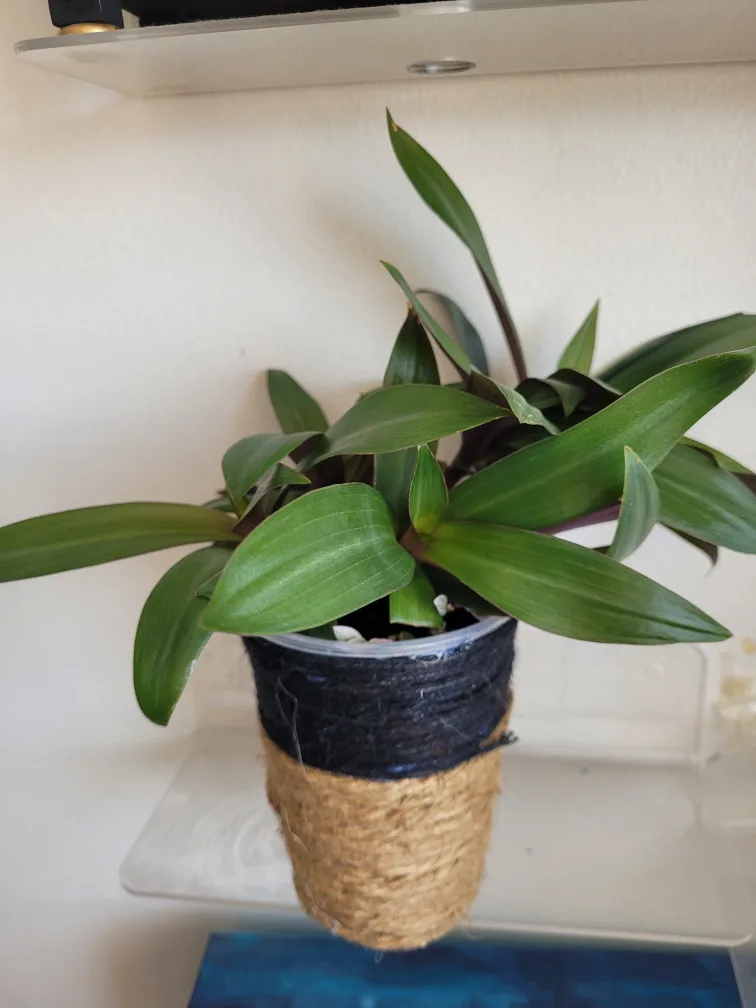 Tradescantia Plant in Handmade Pot 🥕 image indicator(2)