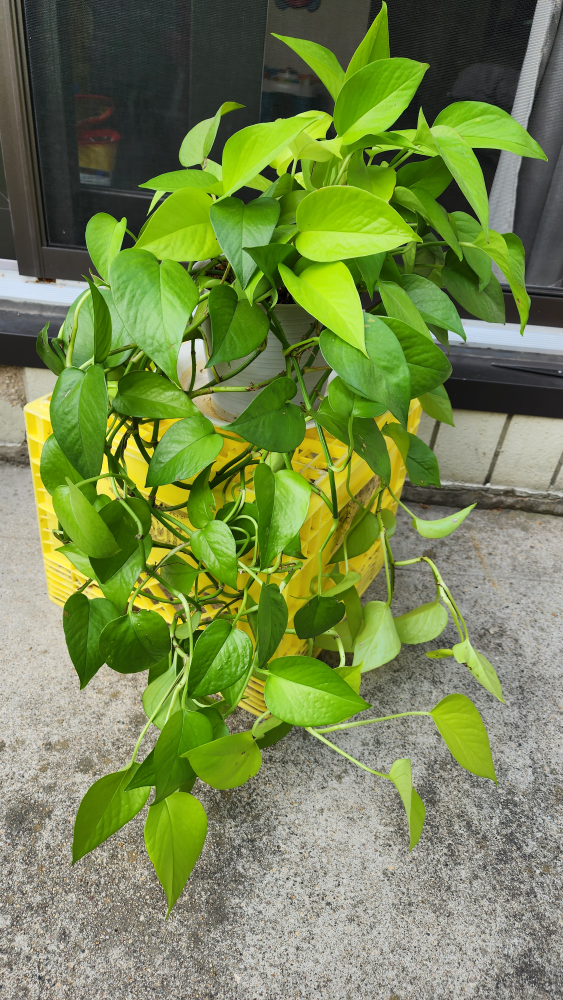 Potted Golden Pothos Plant