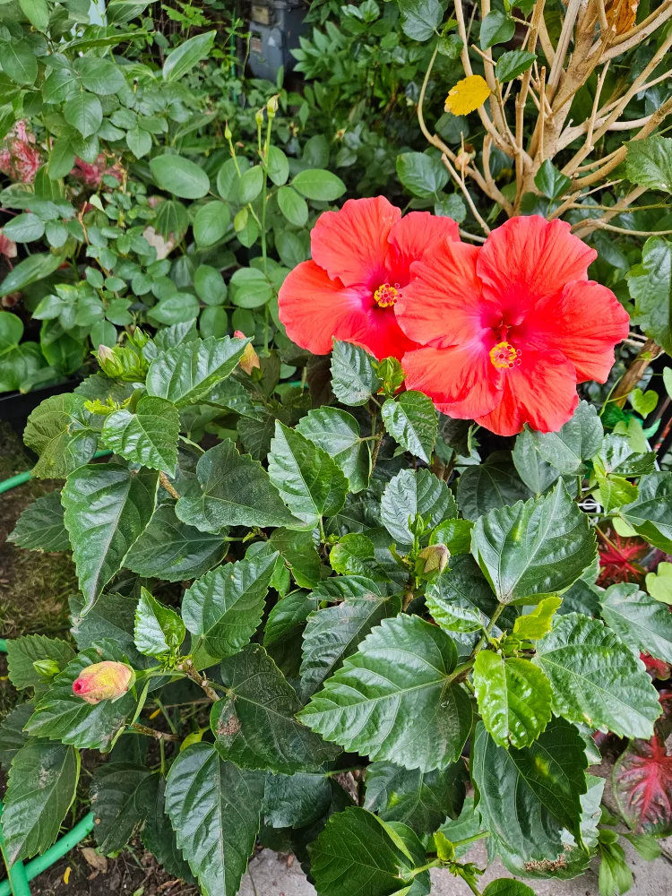 🇨🇦hibiscus 🍁 image indicator(3)
