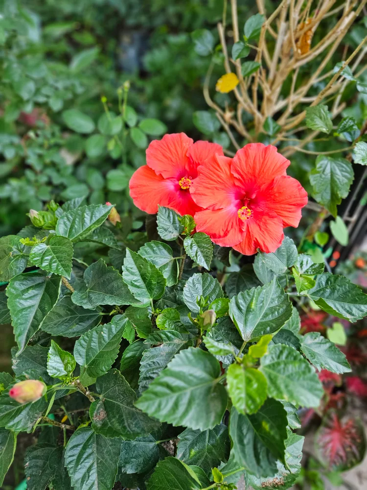 🇨🇦hibiscus 🍁 image indicator(4)