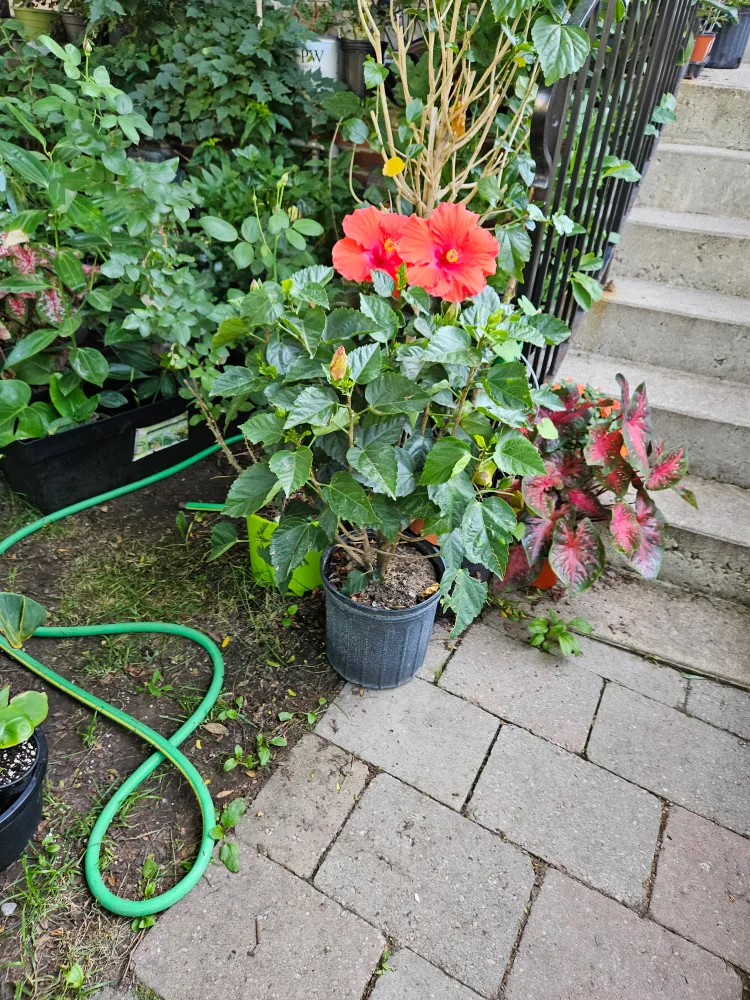 🇨🇦hibiscus 🍁 image indicator(5)