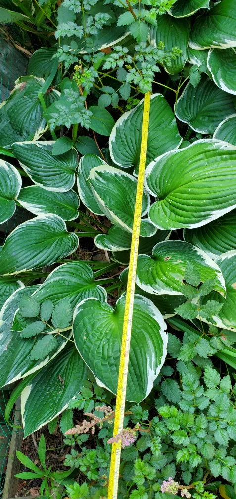 Hosta image indicator(3)