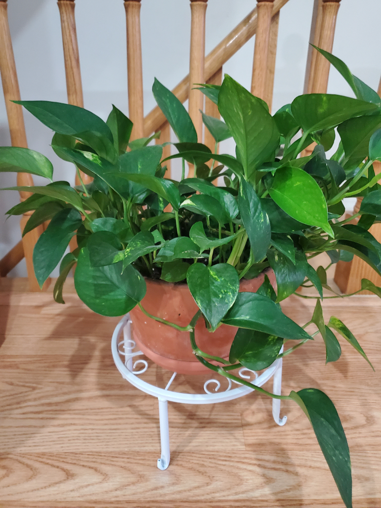 Potted Golden Pothos Plant - photo 2