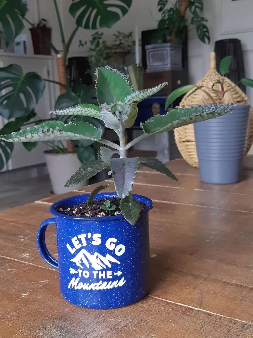 Mother of thousands plant thumbnail