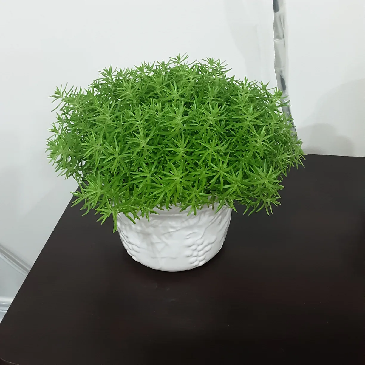 Sedum Angelina Plant in White Pot thumbnail