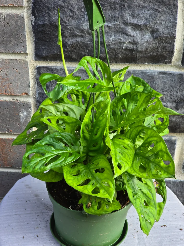 monstera swiss cheese plant 6"hanging baskets thumbnail