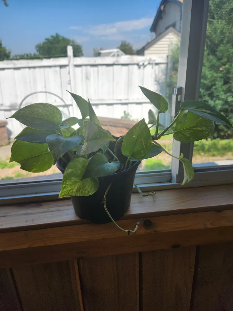 Potted Golden Pothos Plant🧡 thumbnail