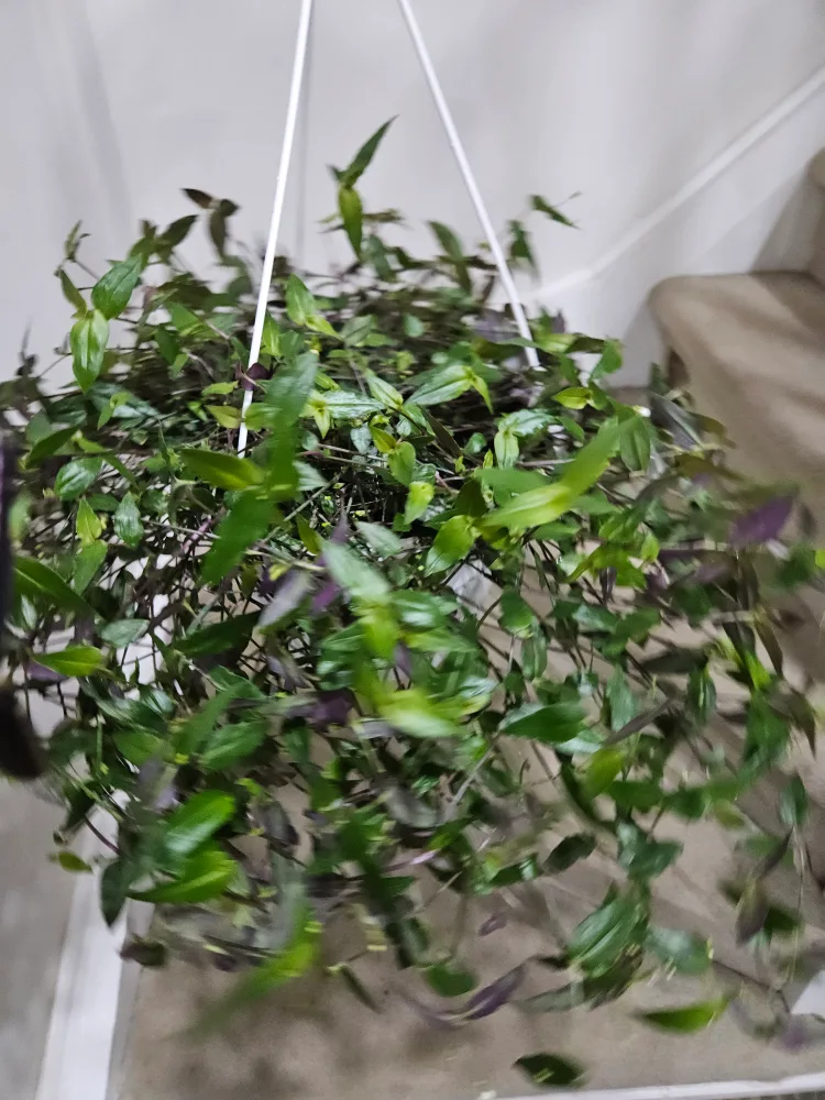 🇨🇦idoor hanging basket 🍁 thumbnail