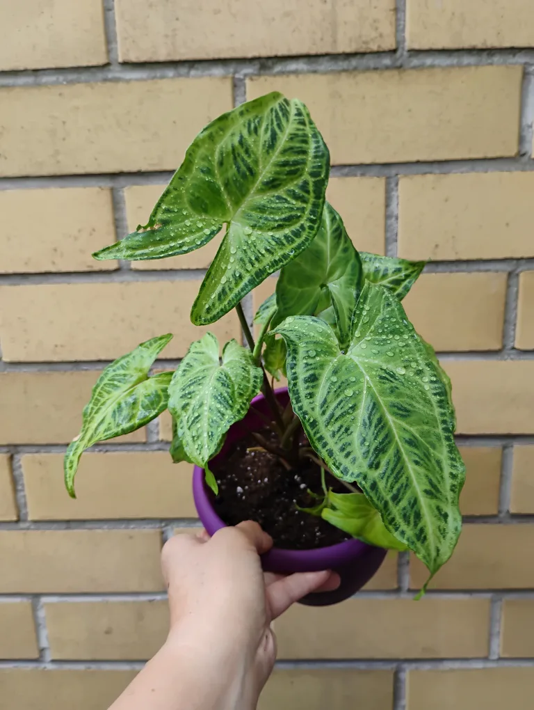 Syngonium Plant with Purple Pot thumbnail