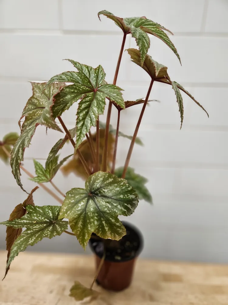 🇨🇦Begonia Plant🍁 thumbnail