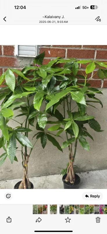 Money Tree Plant thumbnail