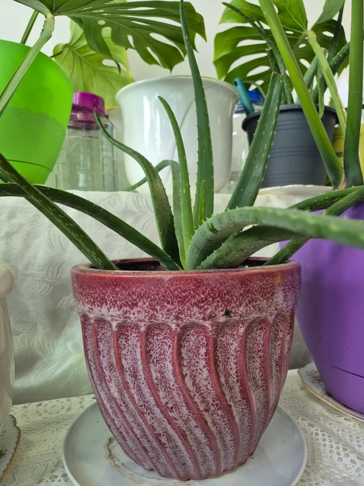 Aloe Vera Plant in Pot thumbnail