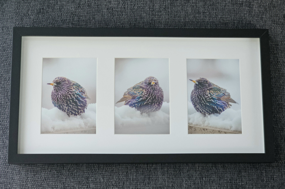 Framed Triple European Starling - Angry Bird Set