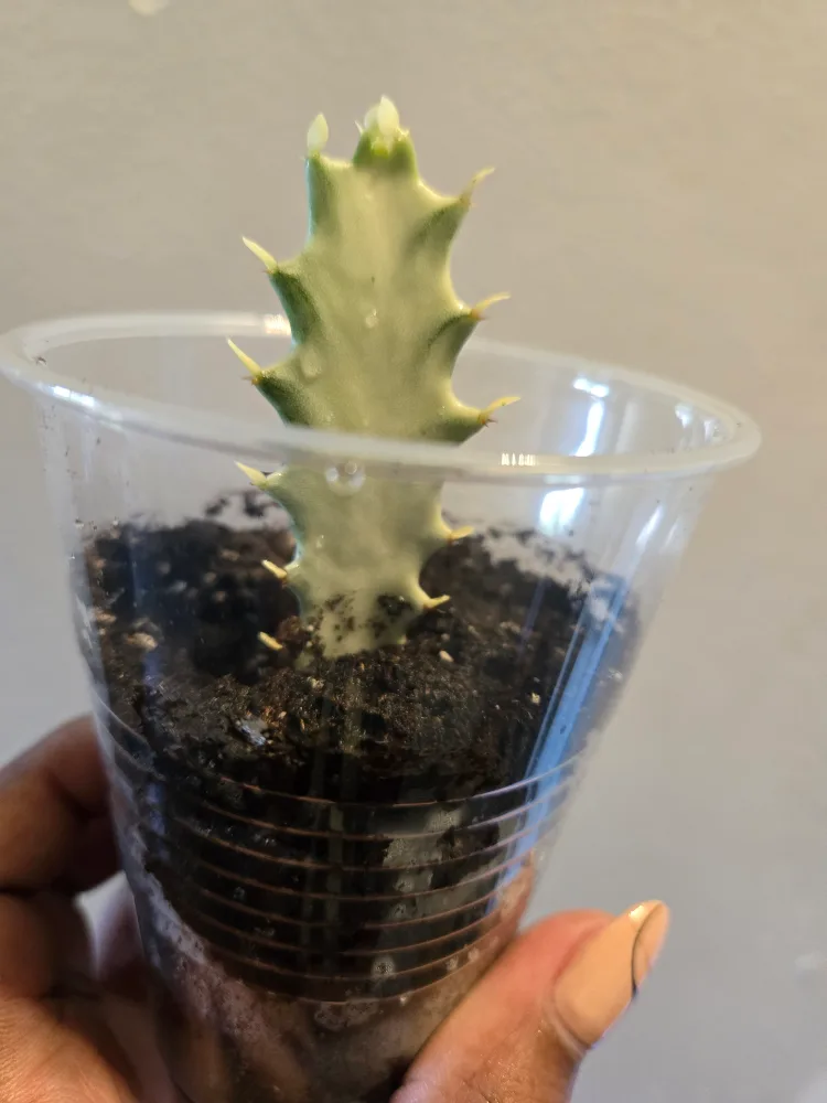 Euphorbia Lactea GHOST Plant👻✨️🪴 thumbnail