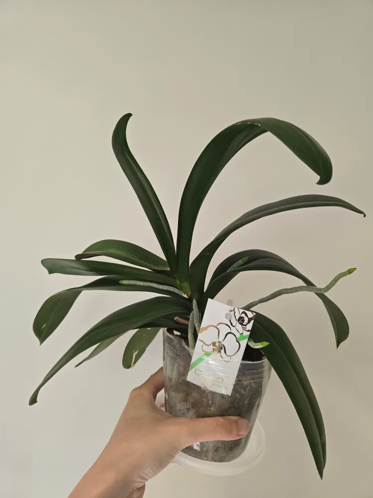 Orchid Plant thumbnail