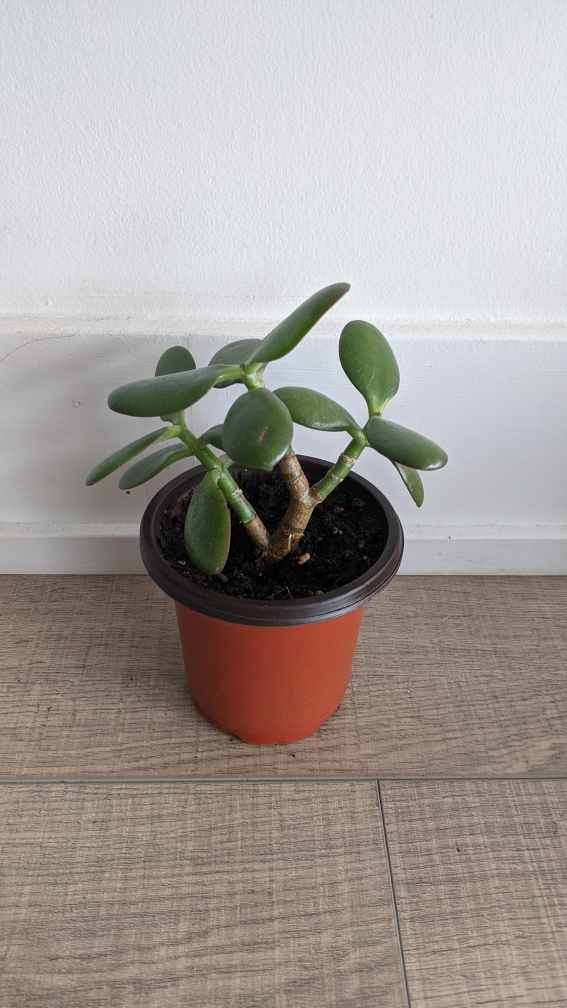 well rooted Jade Plant in Pot