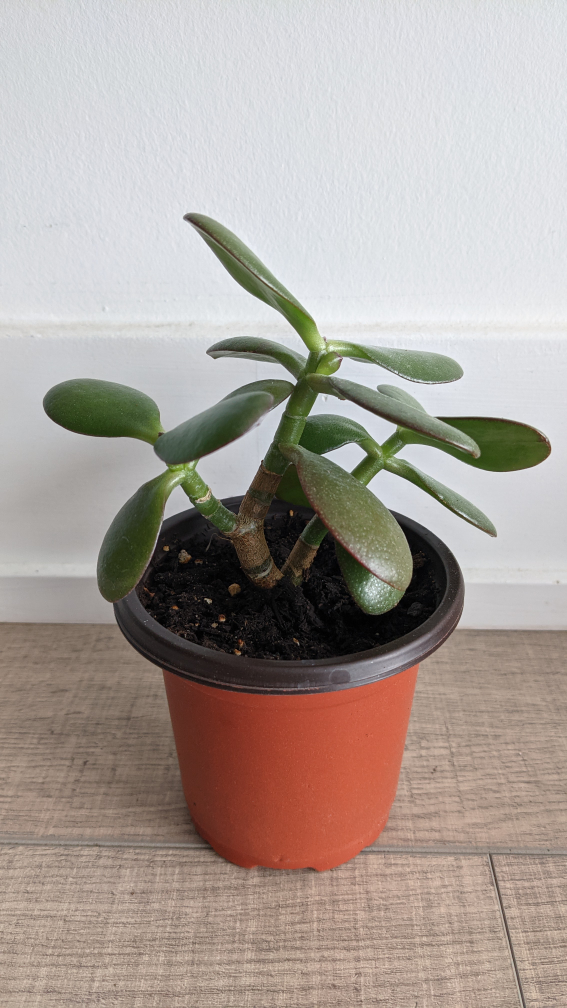 well rooted Jade Plant in Pot - photo 2