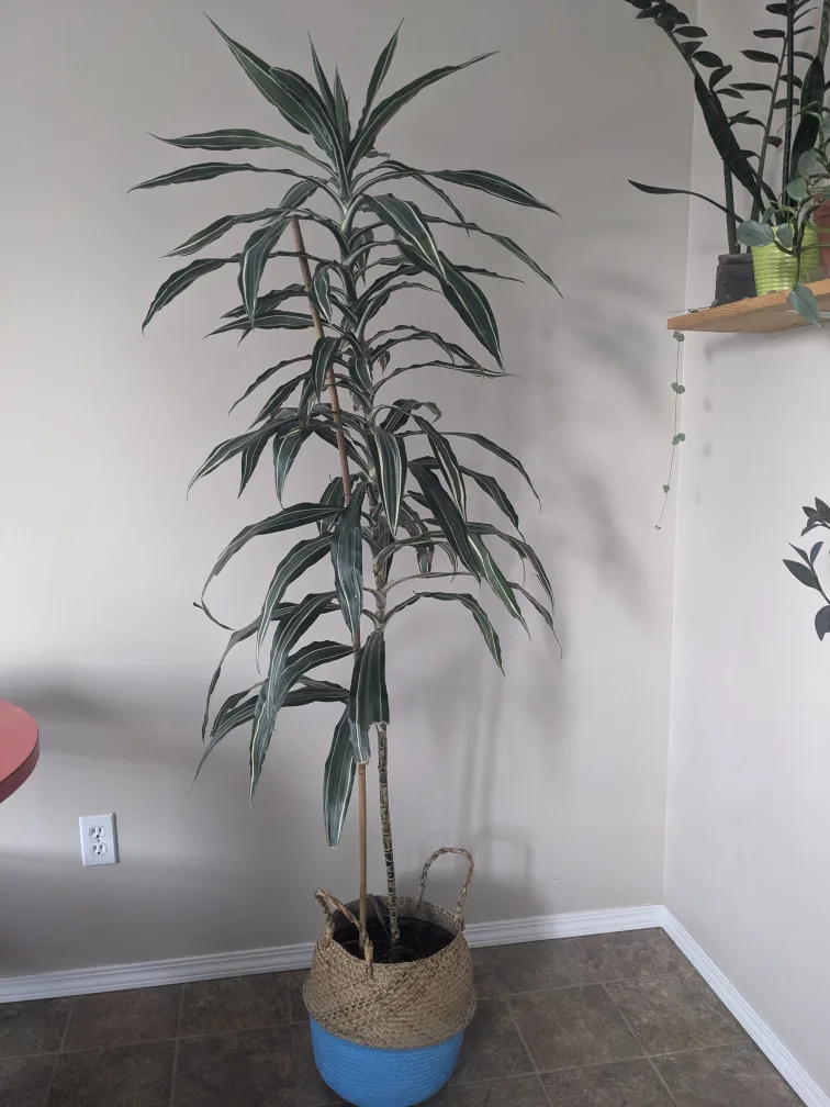 6 ft Dracaena fragrans $50 thumbnail