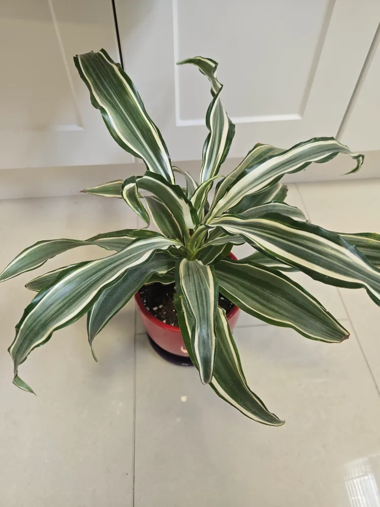 Variegated Dracaena Plant in Red Pot thumbnail