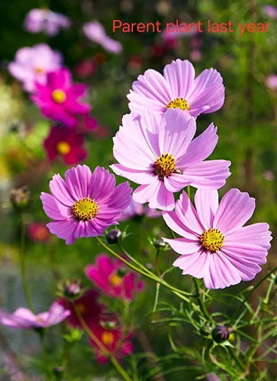 FREE Cosmos Seedlings - Ready for Your Garden! image indicator(4)