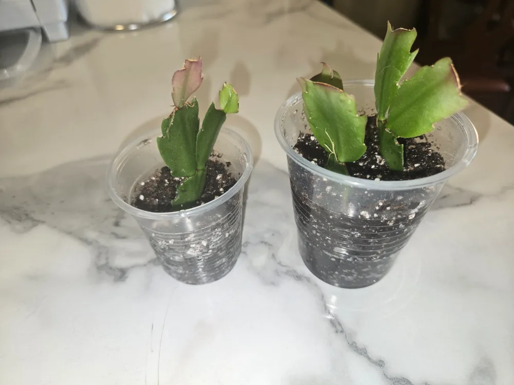 HOLIDAY Cactus ✨️🌵- TWO Healthy Plants thumbnail
