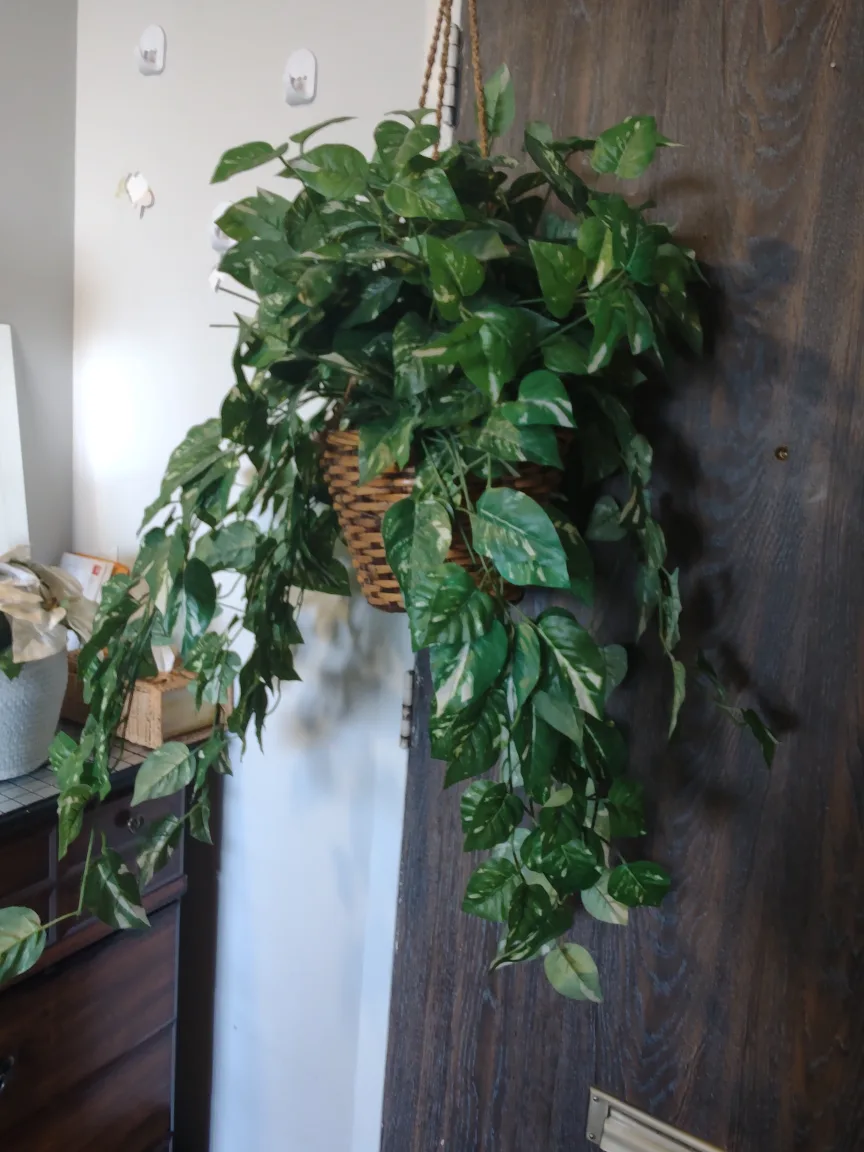 Hanging Artificial Pothos Plant ☘️ 🌴 tree thumbnail