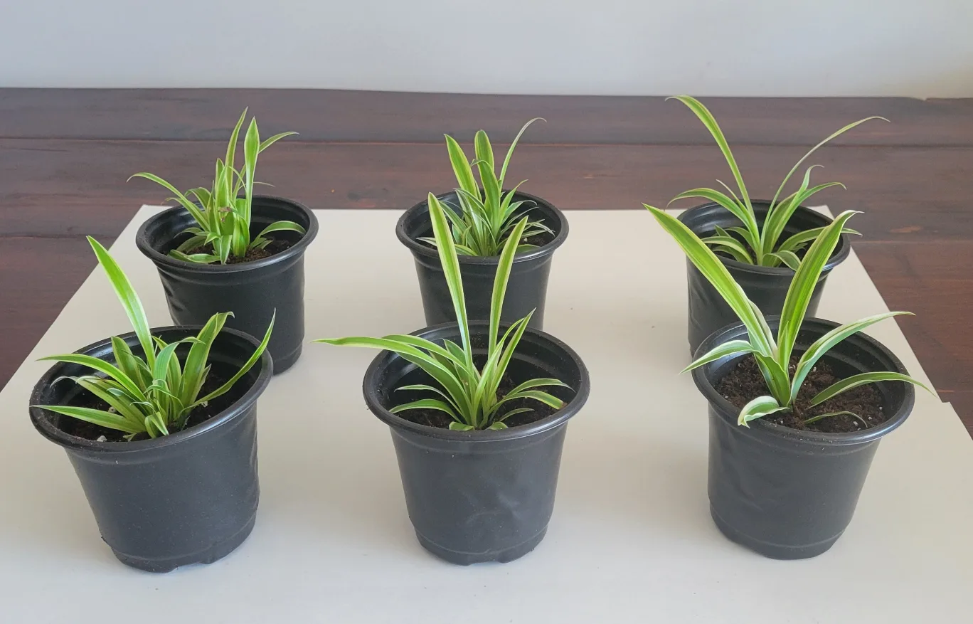 Very Healthy Variegated Spider Plant Babies - thumbnail
