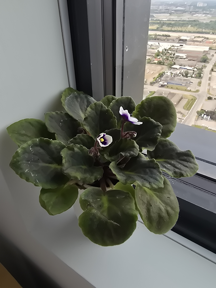 African Violet Plant in White Pot
