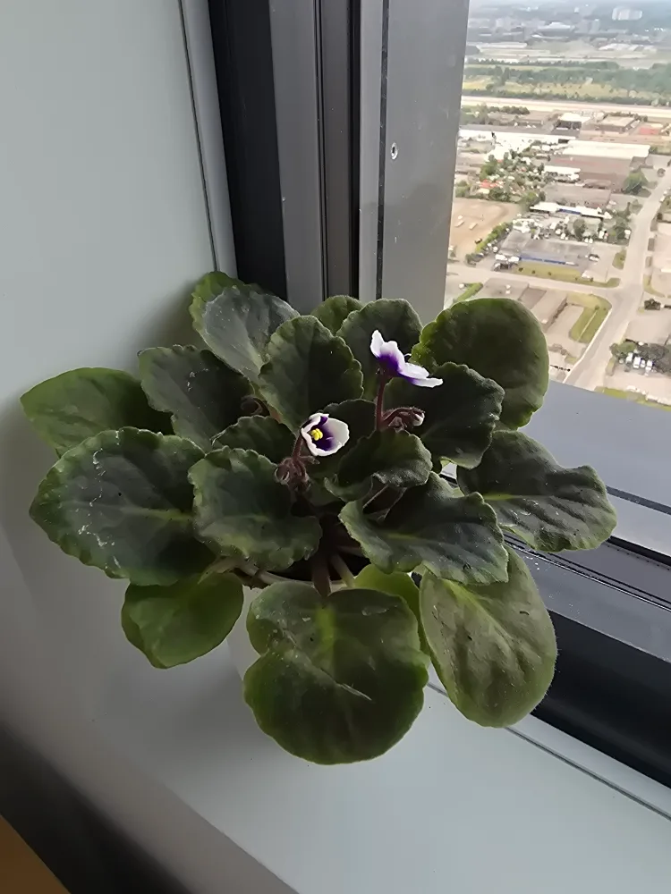 African Violet Plant in White Pot thumbnail