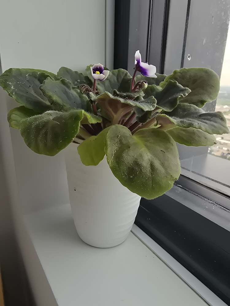 African Violet Plant in White Pot - photo 2