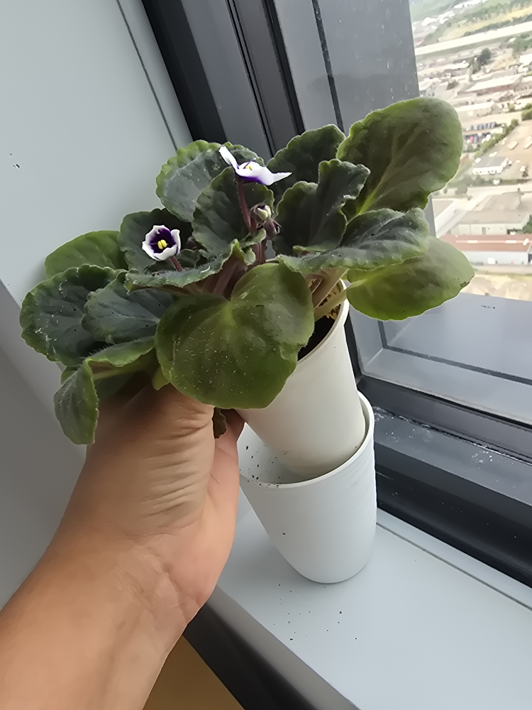 African Violet Plant in White Pot - photo 3