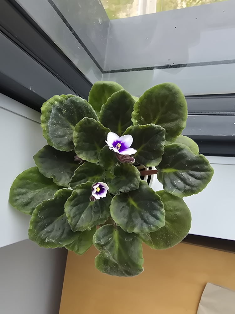 African Violet Plant in White Pot - photo 4