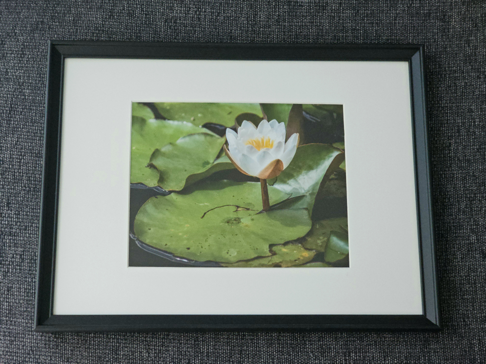 Framed White Water Lily Photo Print - photo 2