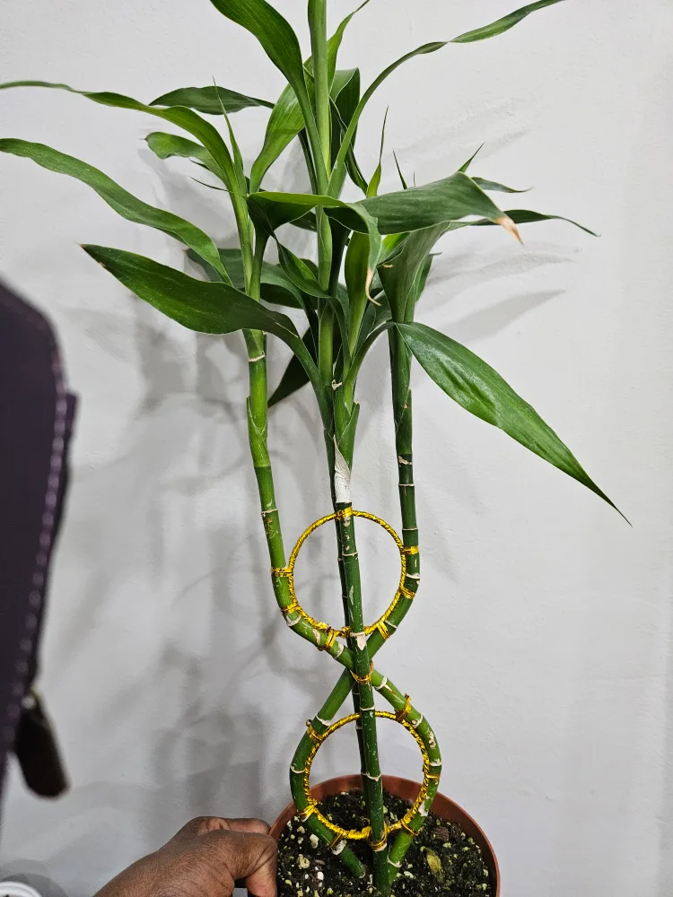 🇨🇦Lucky Bamboo Plant🍁 thumbnail