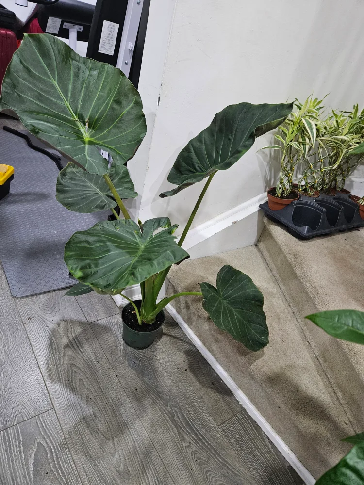 🇨🇦alocasia in 6" pot🍁 thumbnail