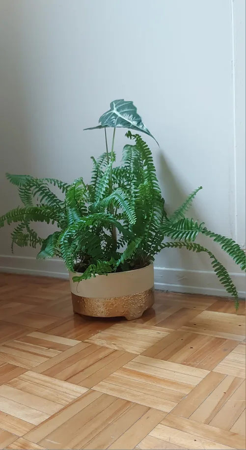 Fern Plant in Decorative Pot thumbnail
