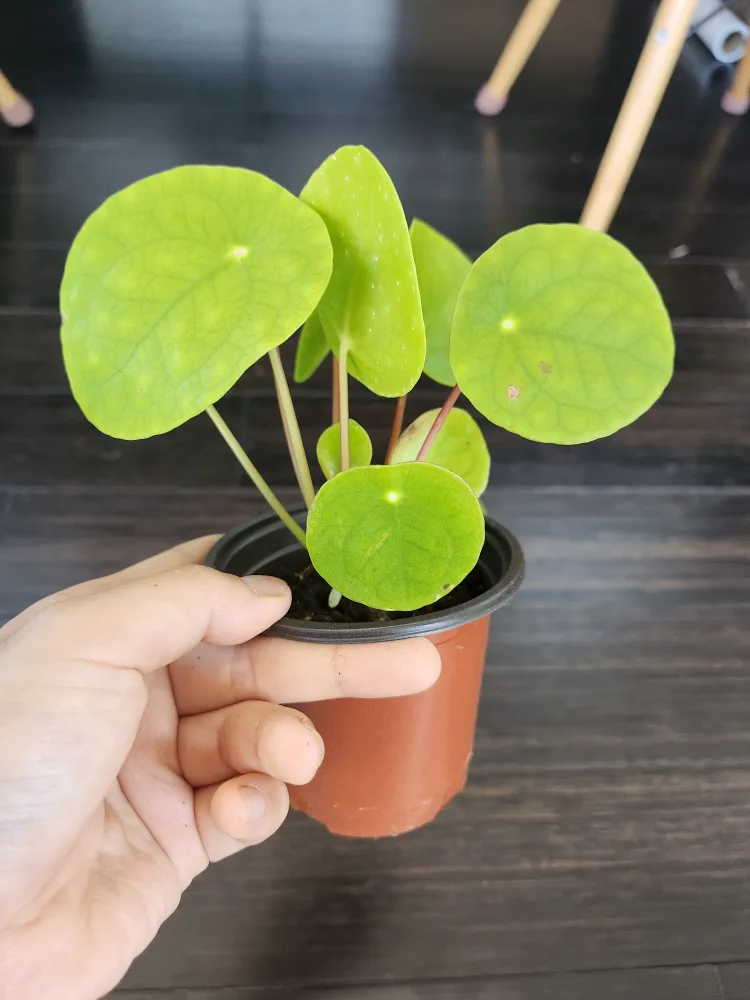 Pilea Peperomioides Plant thumbnail