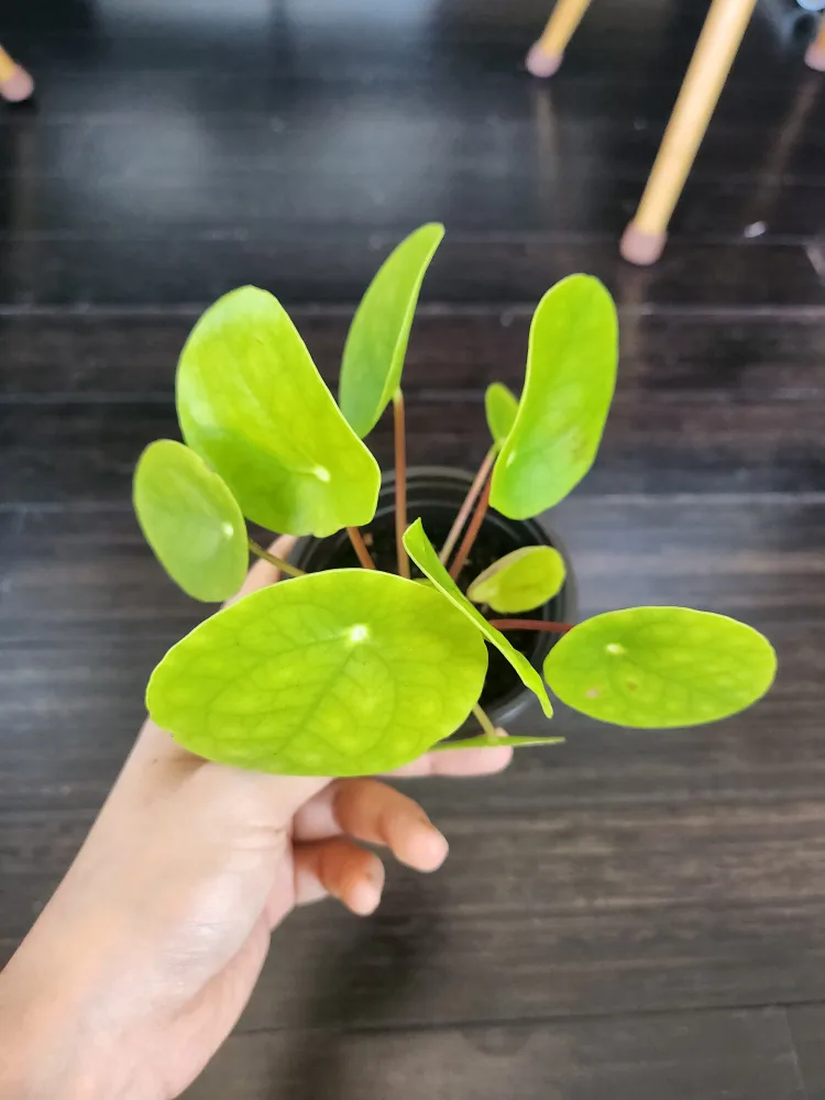 Pilea Peperomioides Plant image indicator(2)