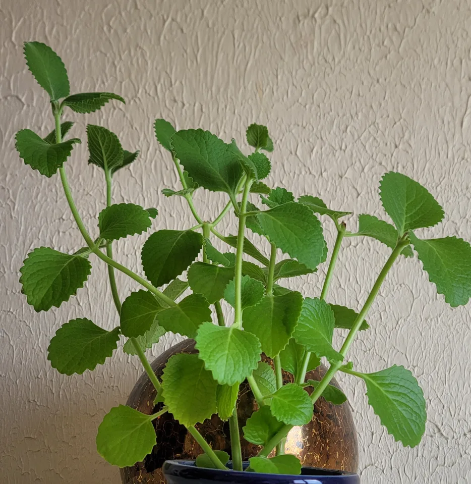 Cuban Oregano Plant thumbnail