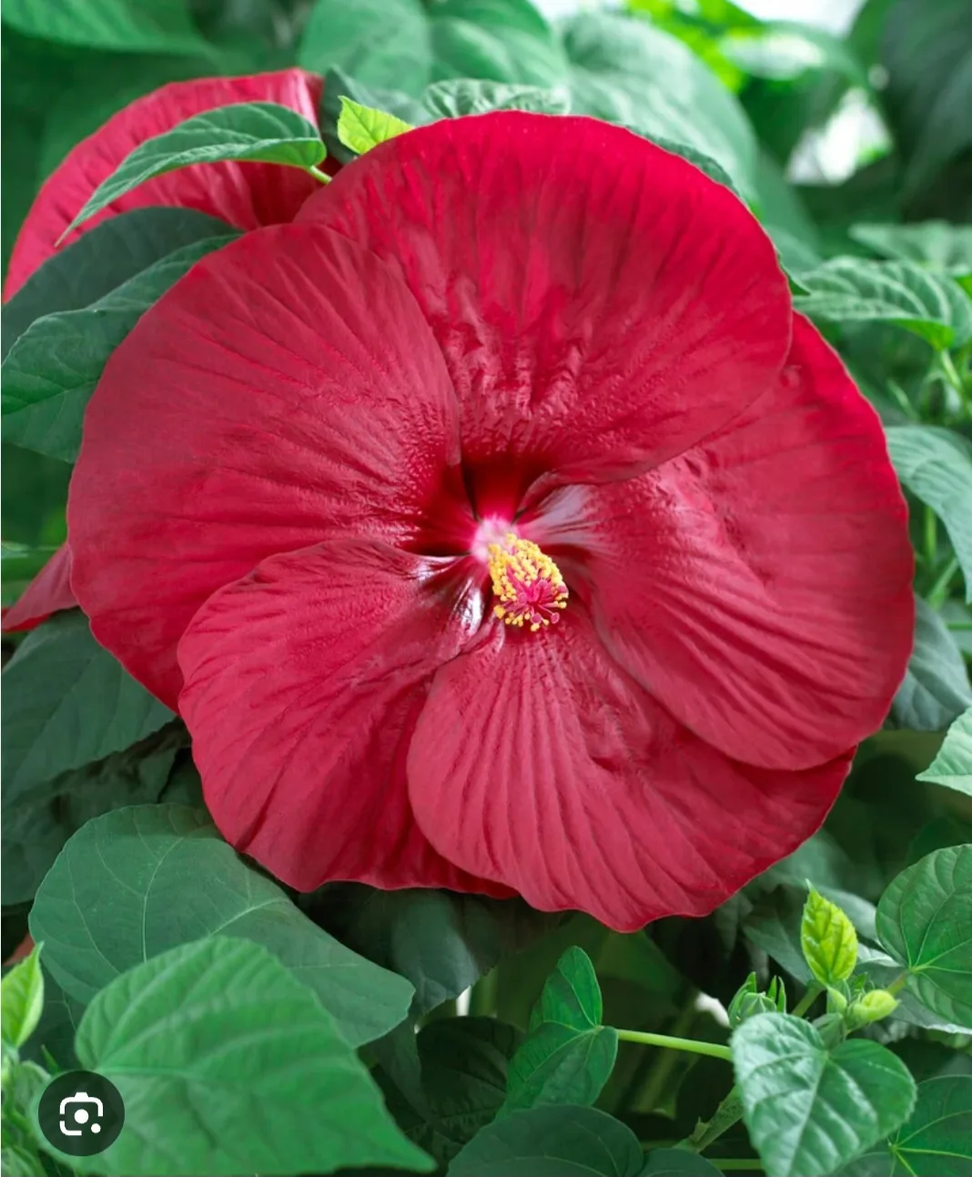 Luna Rose Hibiscus Plant. available in 4 color image indicator(4)